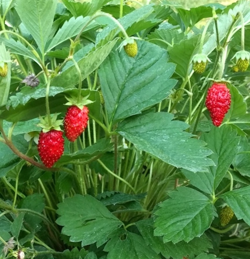 Grow Your Own Strawberry Seed Kit